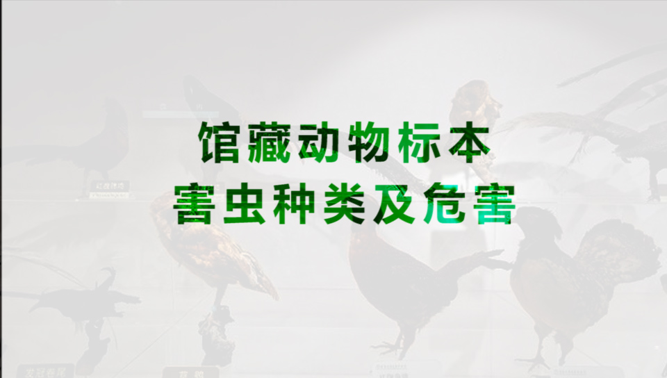 館藏動(dòng)物標本害蟲(chóng)種類(lèi)及危害