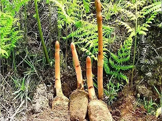 天麻常見(jiàn)倉儲問(wèn)題及養護方法